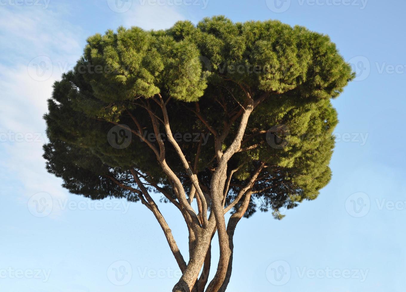 Trees branches and leaves over sky background photo
