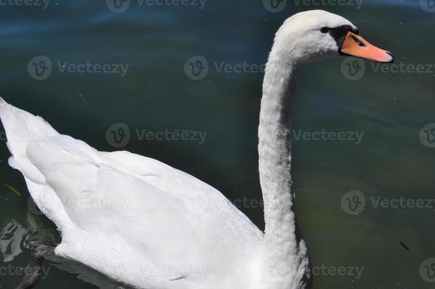 Swan bird animal photo