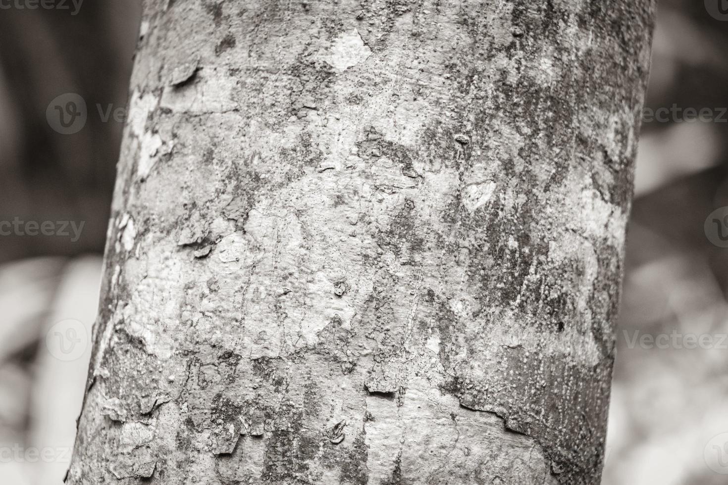 Tropical orange tree bark texture with moss and lichen Mexico. photo