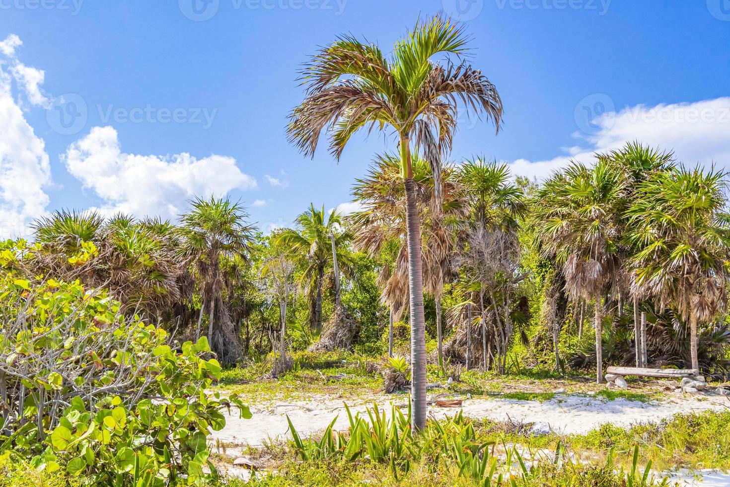 Tropical palm tree with blue sky Playa del Carmen Mexico. photo