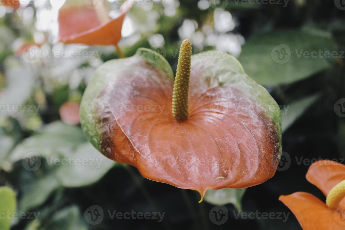 Anthurium flowers with tropical background photo