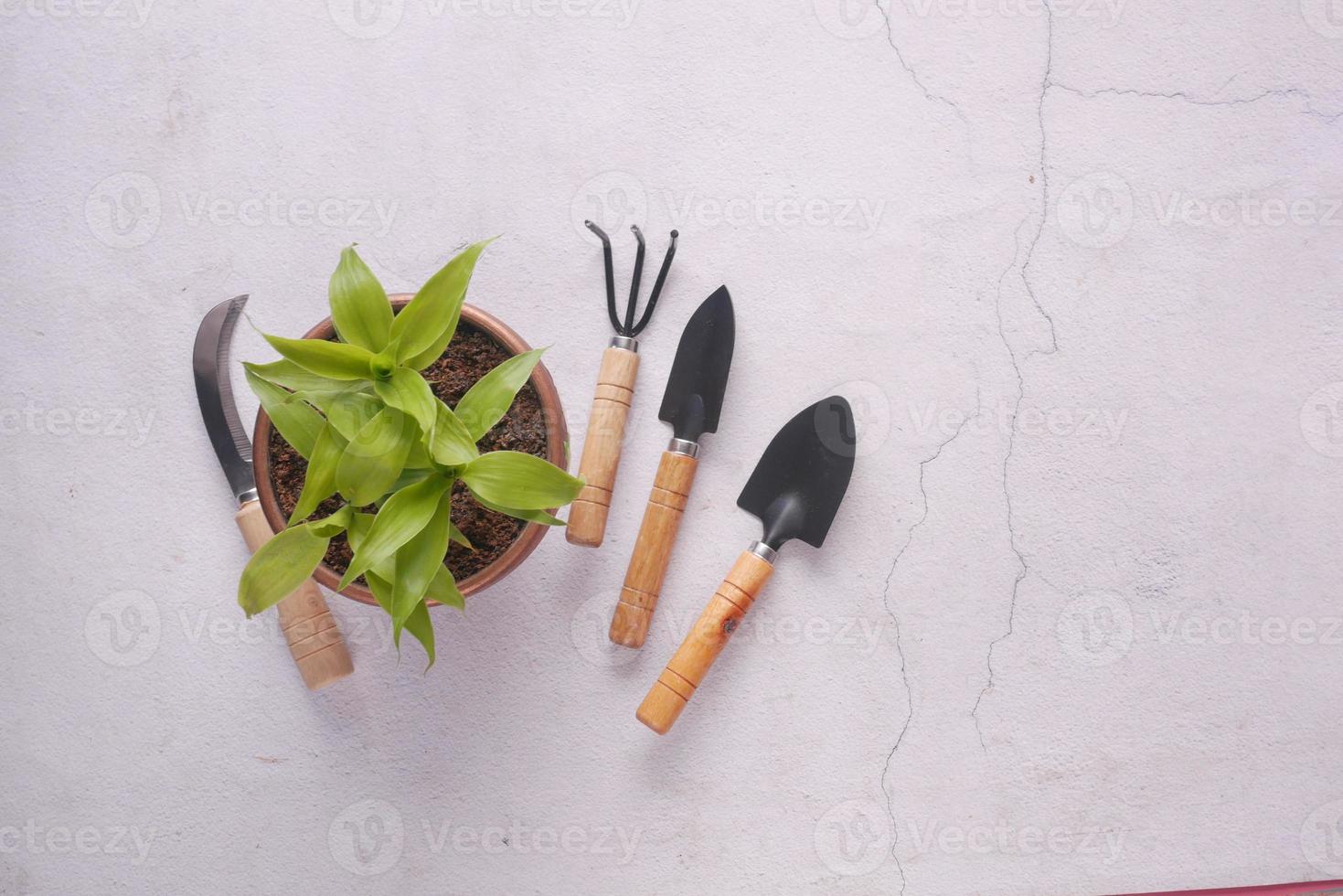 gardening tools and plant on a table with copy space photo