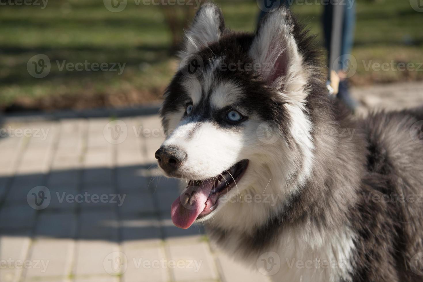 perros en el parque foto