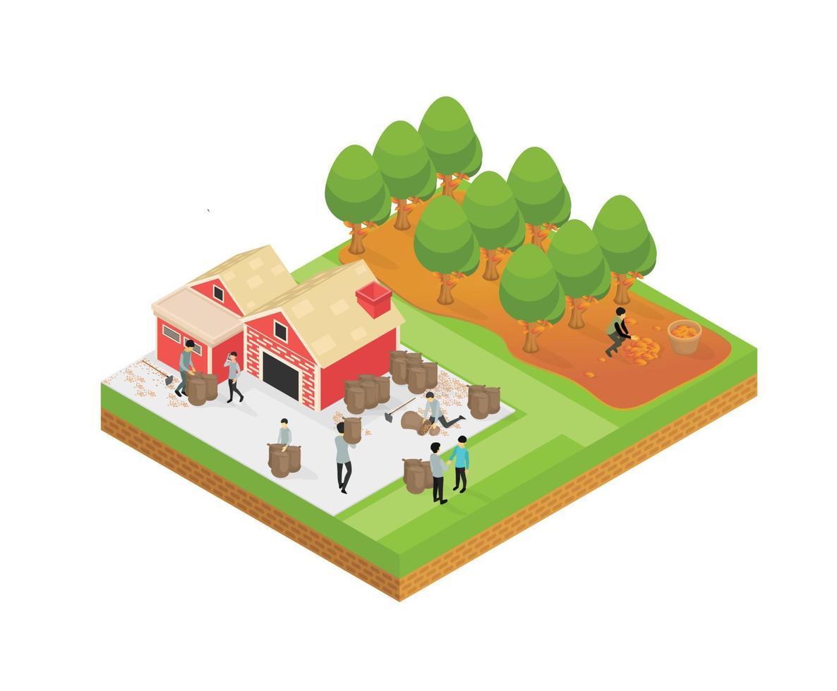 Isometric style illustration of cocoa garden farming and marketing vector