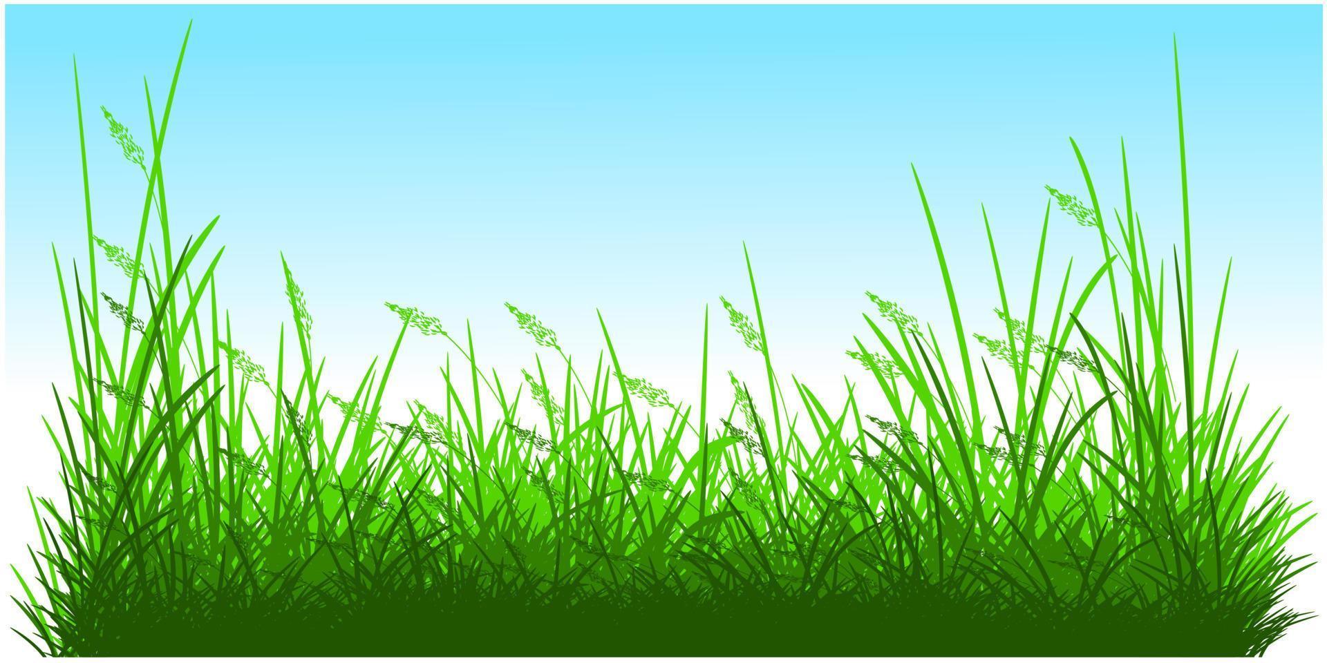 silhouette reeds grass background, green reeds vector