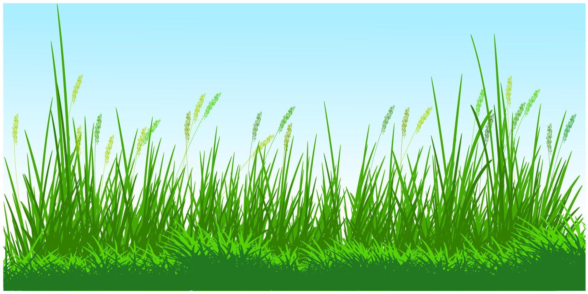 reeds grass background vector