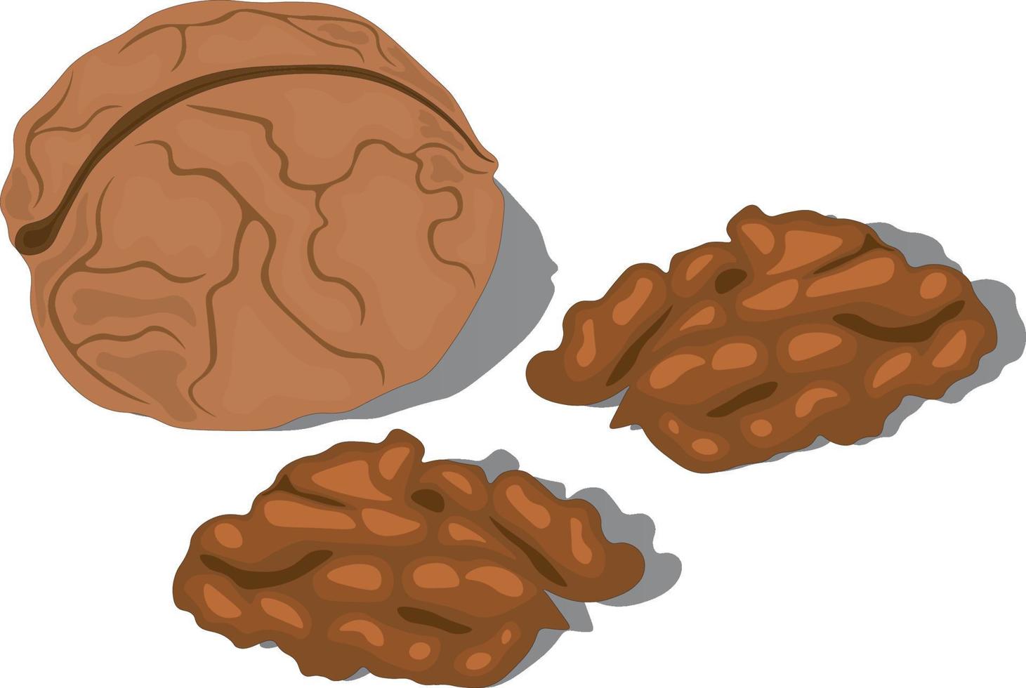 Whole walnut in shell with two half of core vector illustration