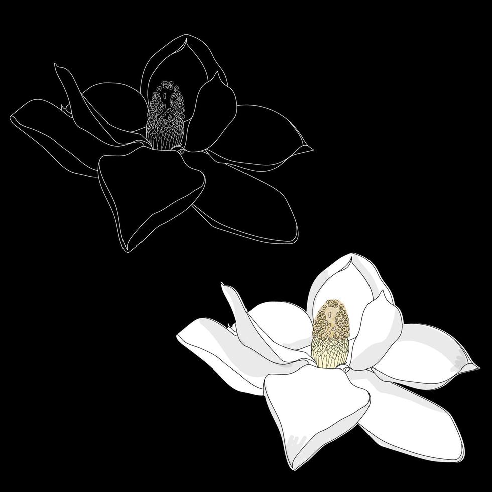 Spring flowers, blossom, white  flowers on black background. vector