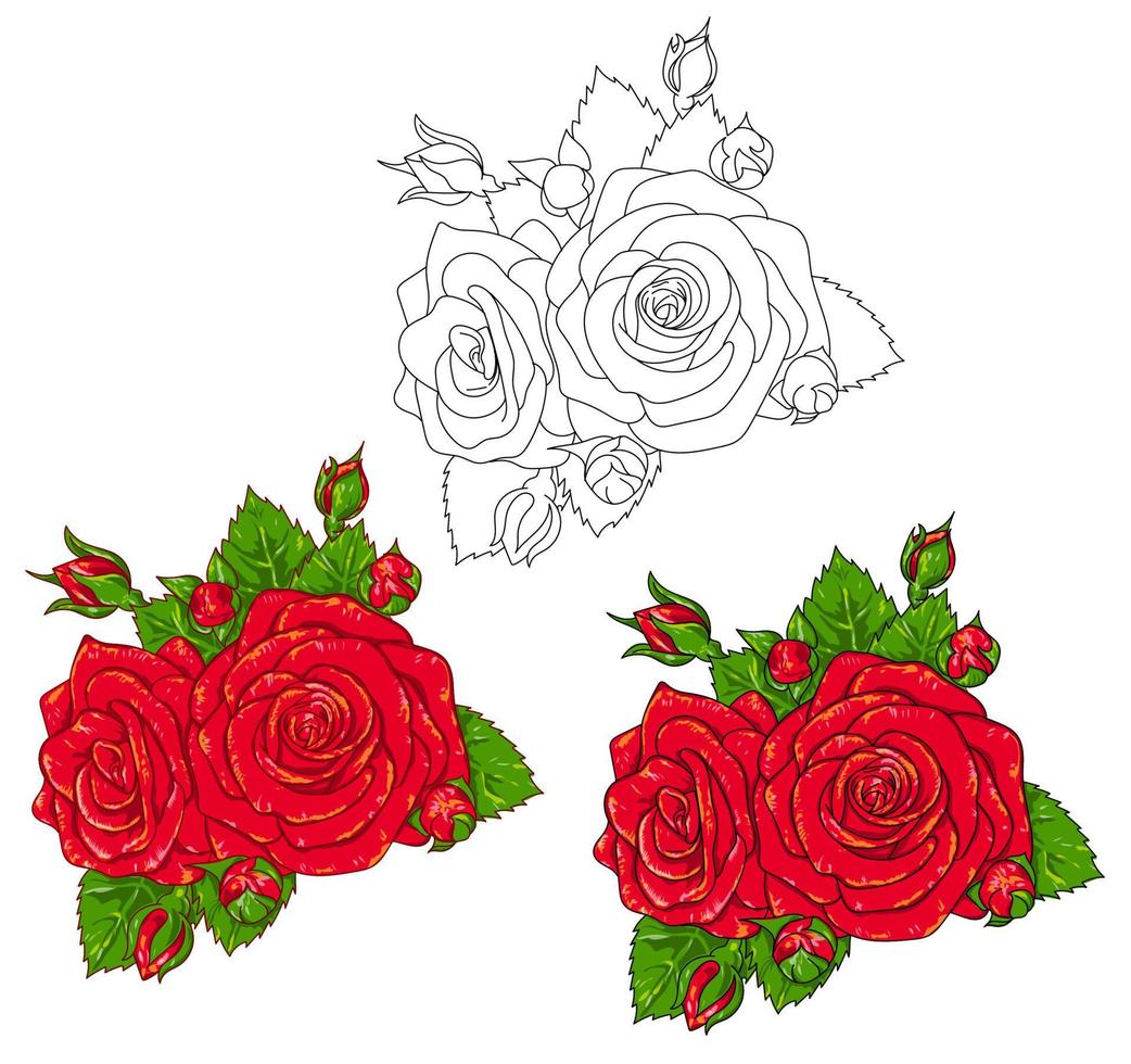 hermosas rosas rojas vectoriales aisladas en fondo blanco. vector