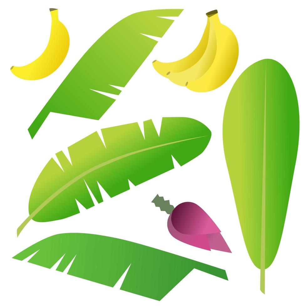 Banana leaf set vector