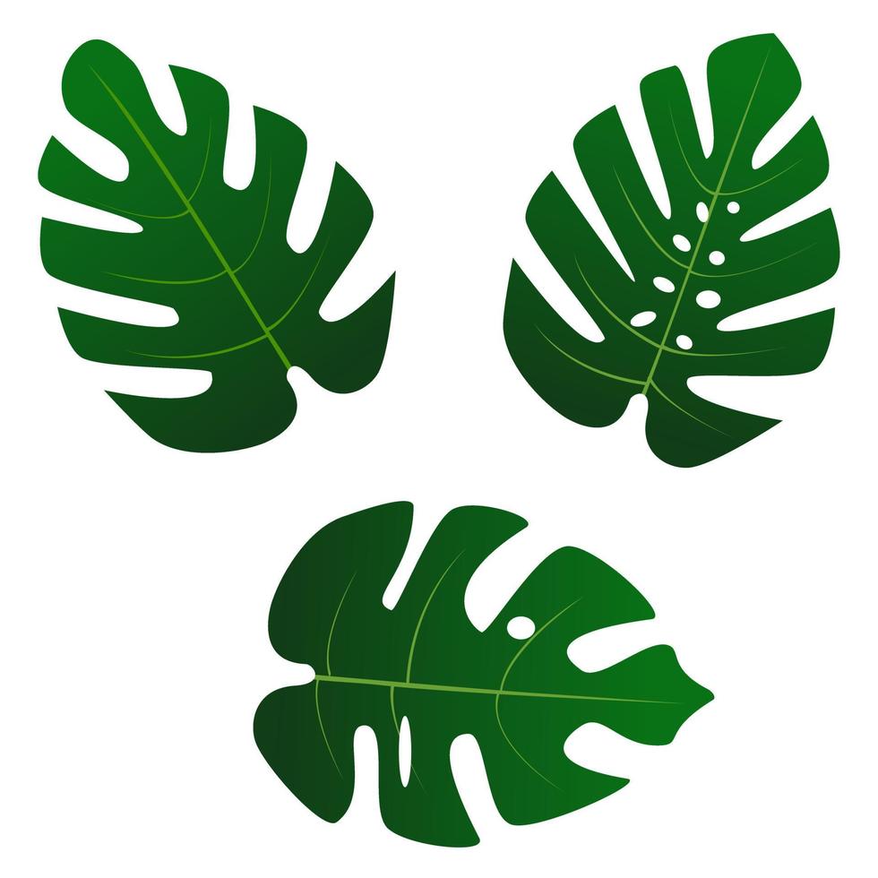 Monstera leaf isolated. vector