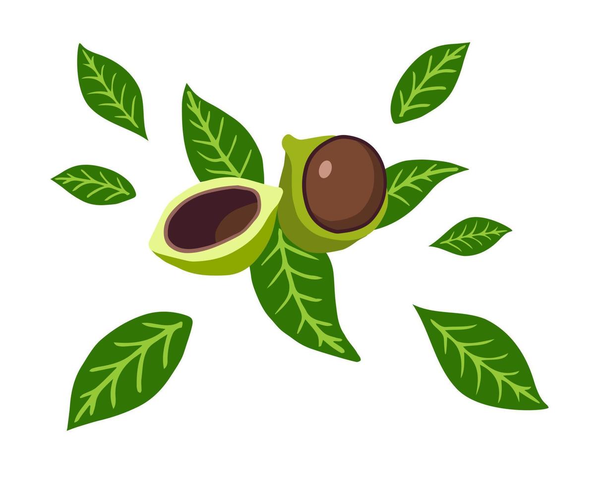 nueces de macadamia dibujadas a mano vector