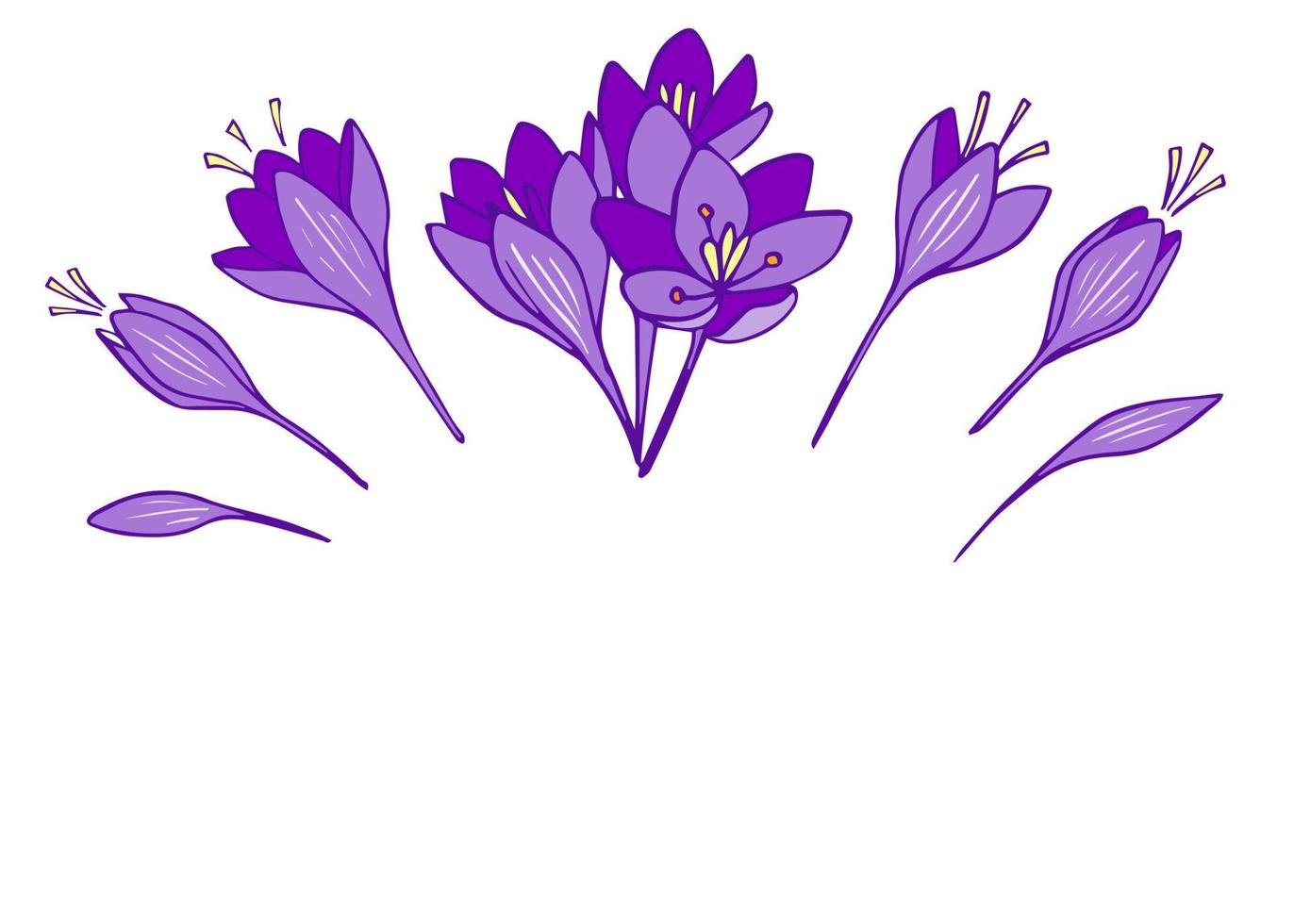 Blossom violet crocus flowers line art vector illustration