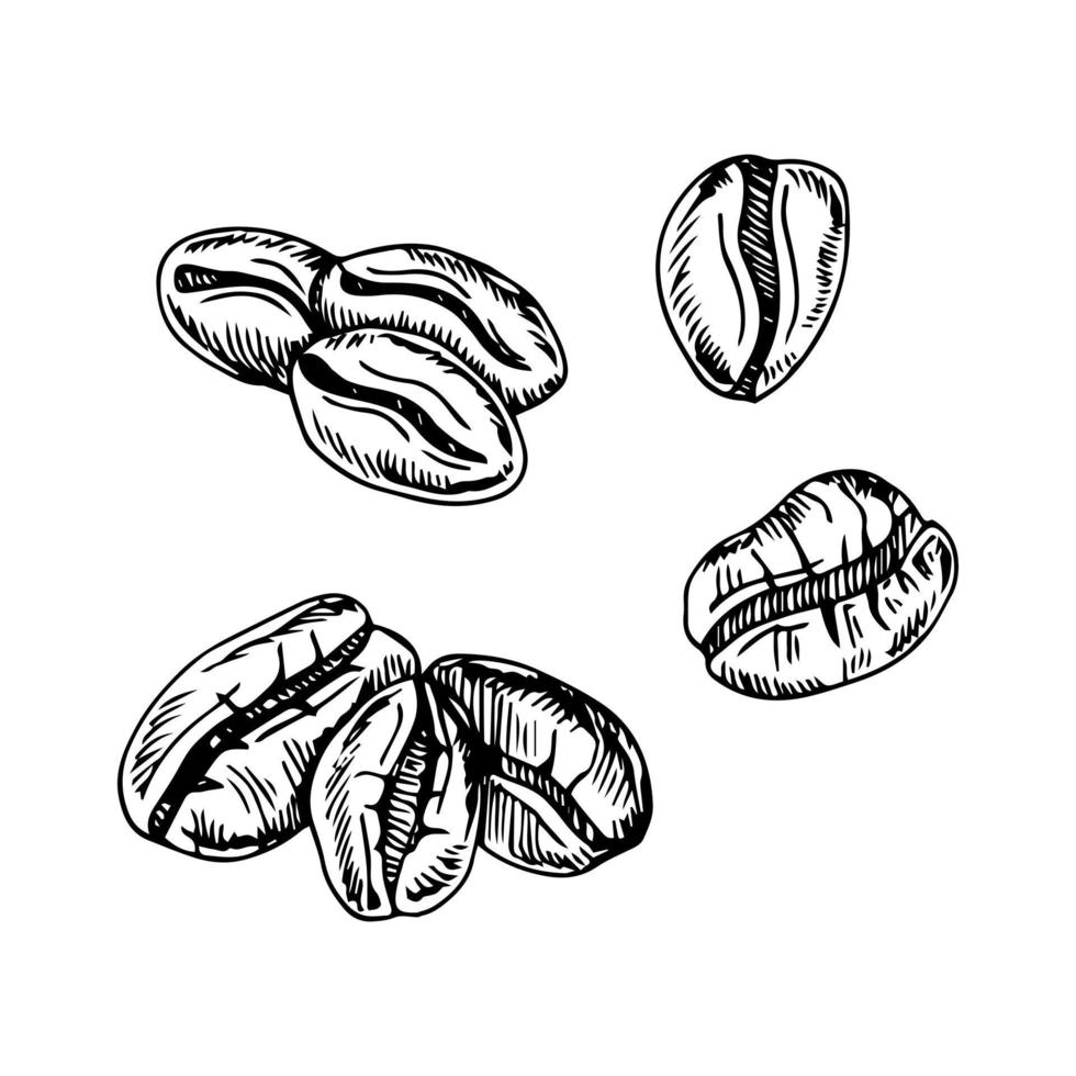 coffee beans, sketch, vector drawing, perfect ingredient, choice grain