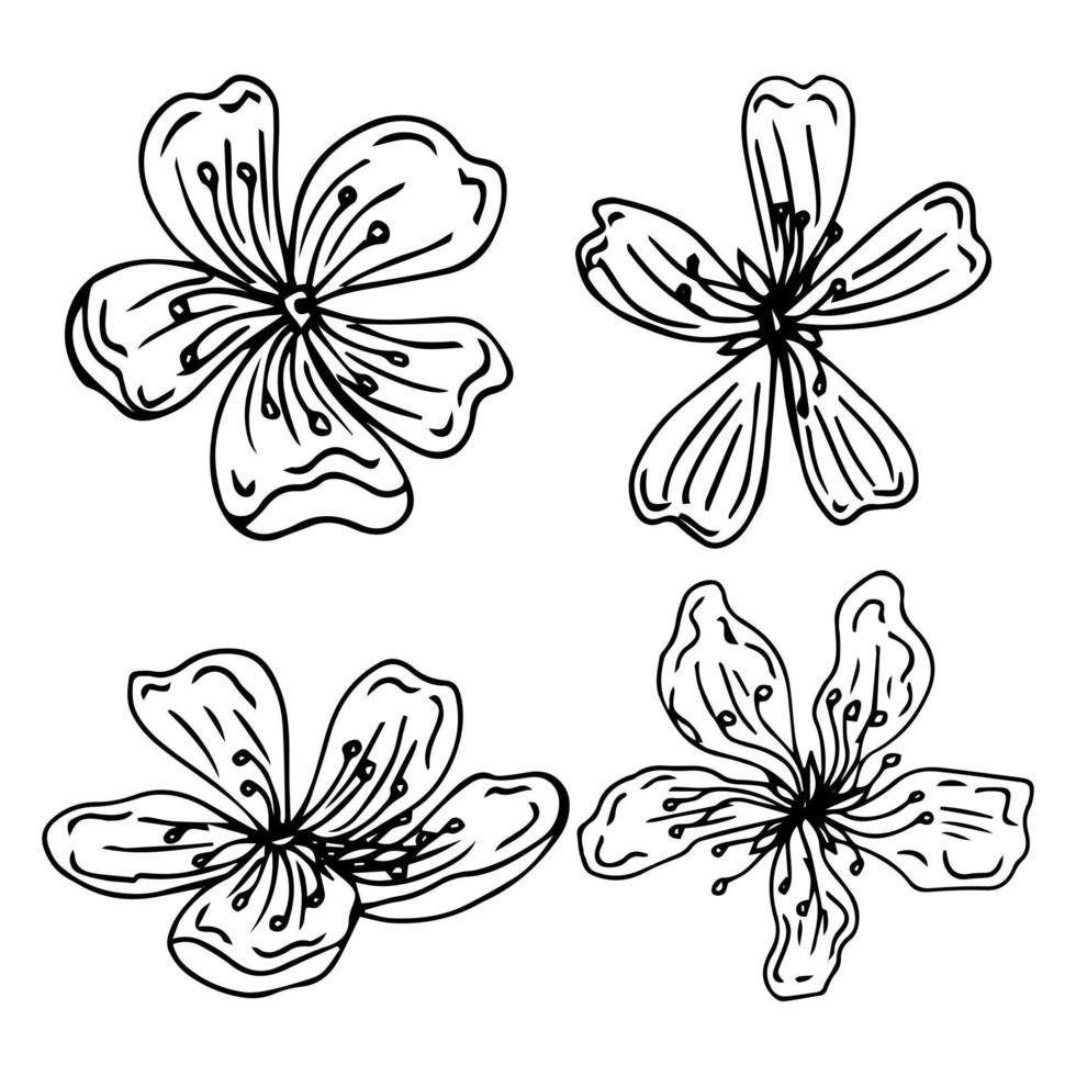 Sakura flowers blossom set, hand drawn line ink style. Cure doodle cherry plant vector illustration, black isolated on white background. Realistic floral bloom for spring japanese or chinese holiday.