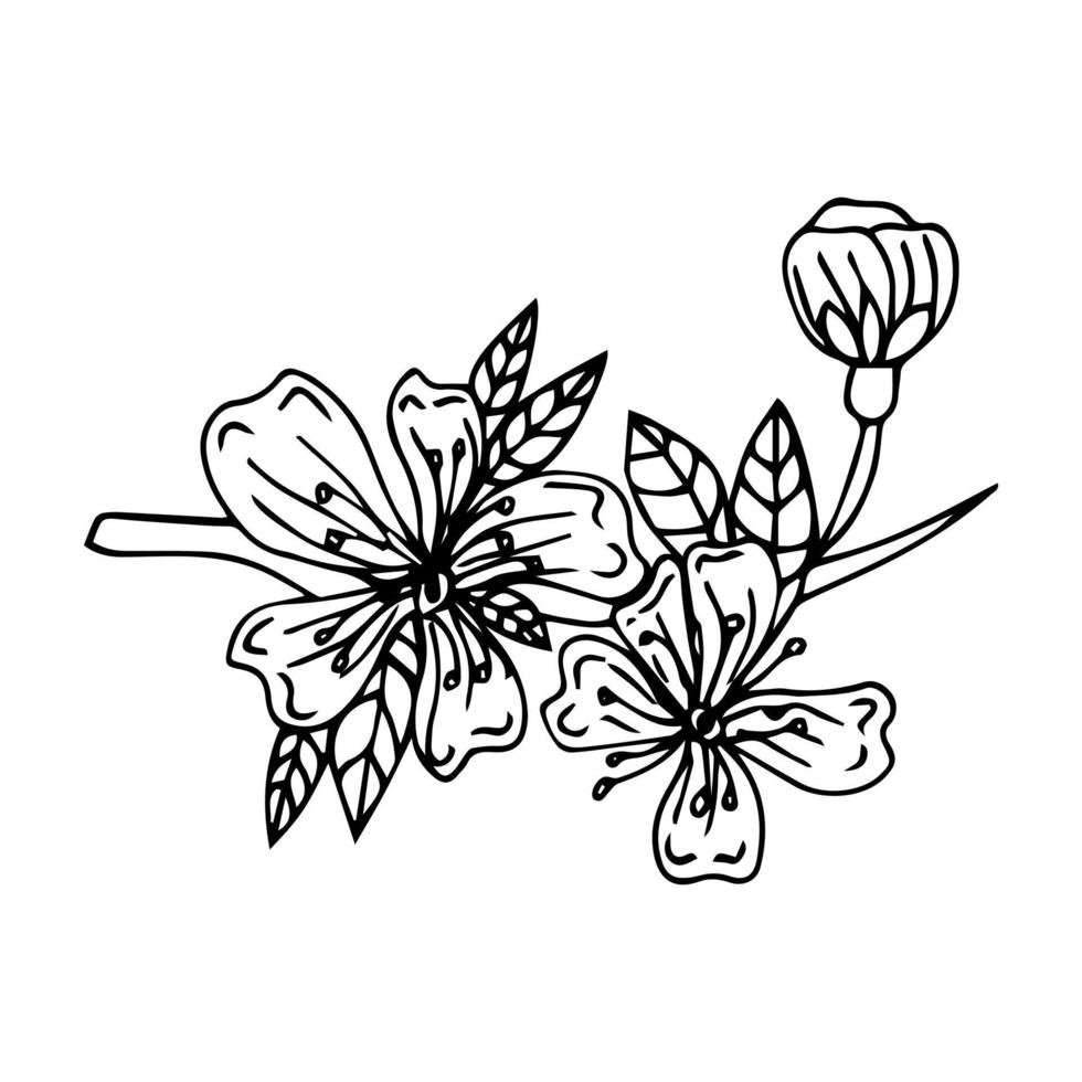 Hand drawn design elements sakura flowers collection vector