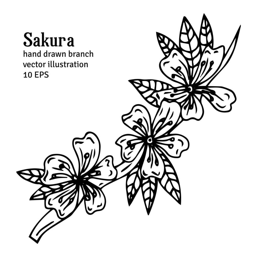 Lindo conjunto de rama de sakura aislado dibujado a mano 2. Ilustración de vector floral en contorno negro y plano blanco aislado sobre fondo blanco.