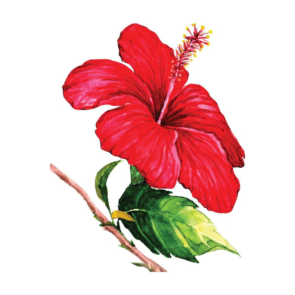 Hibiscus flower and leaves painted with watercolors on white background. vector