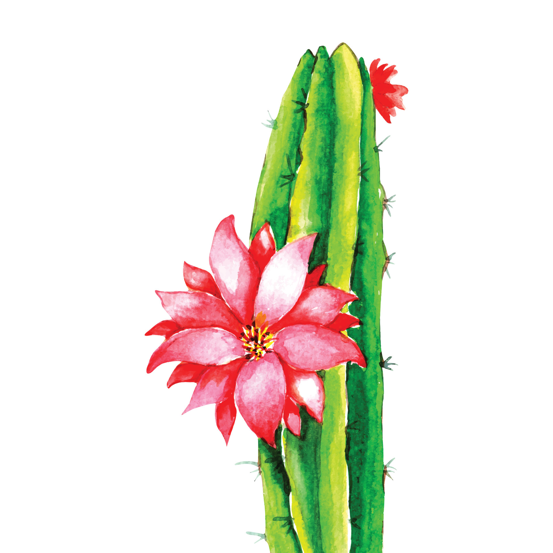 Watercolor Cactus Flowers 6555891 Vector Art at Vecteezy