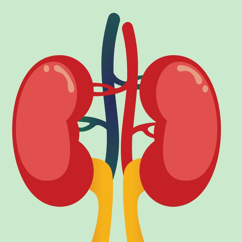 diagrama de los riñones humanos vector