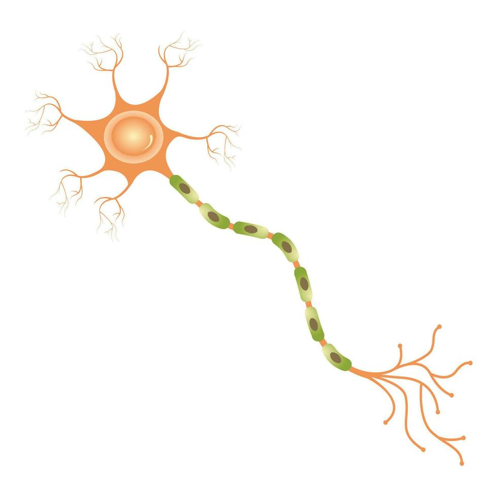 diagrama de neuronas multipolares vector