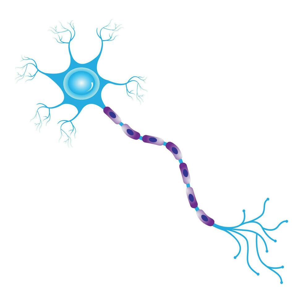 multipolar neuron diagram vector