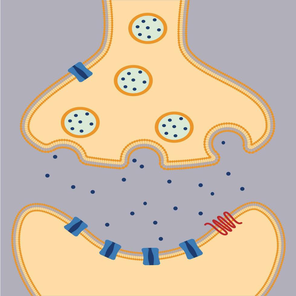 diagrama de neuronas multipolares vector