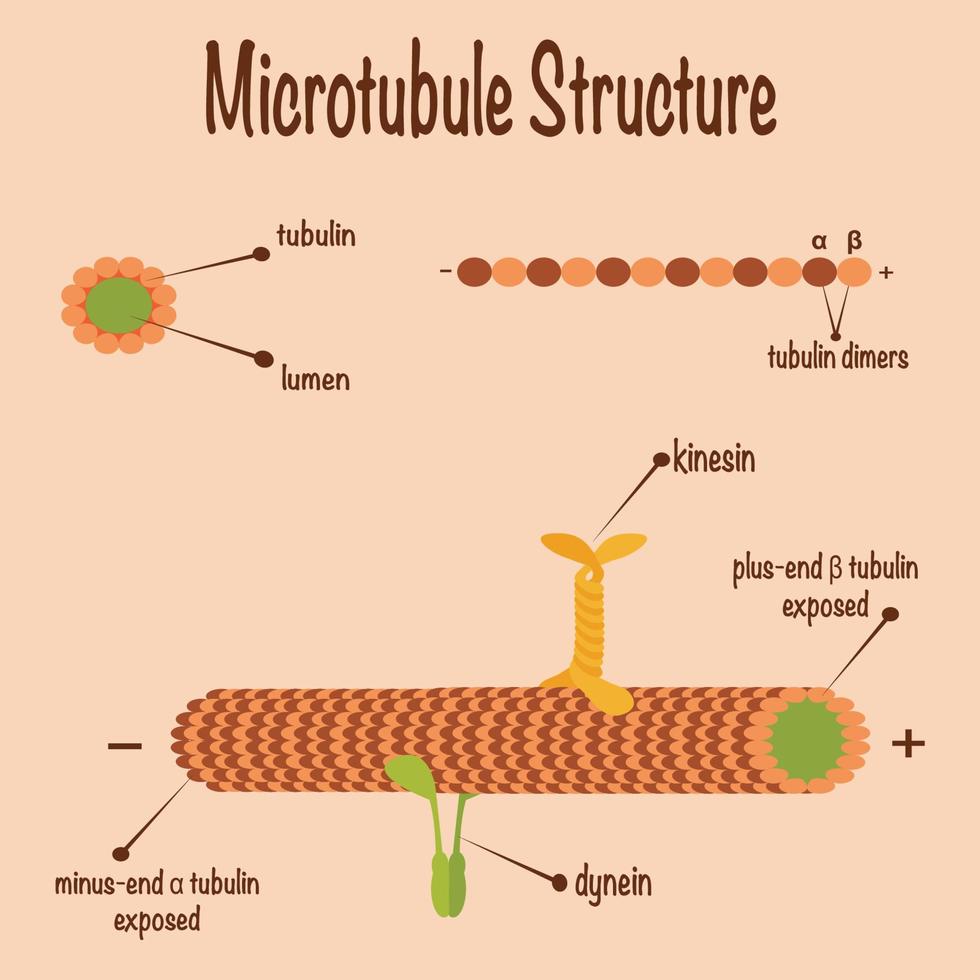 Microtubule structure and assembly diagram 6557560 Vector Art at Vecteezy