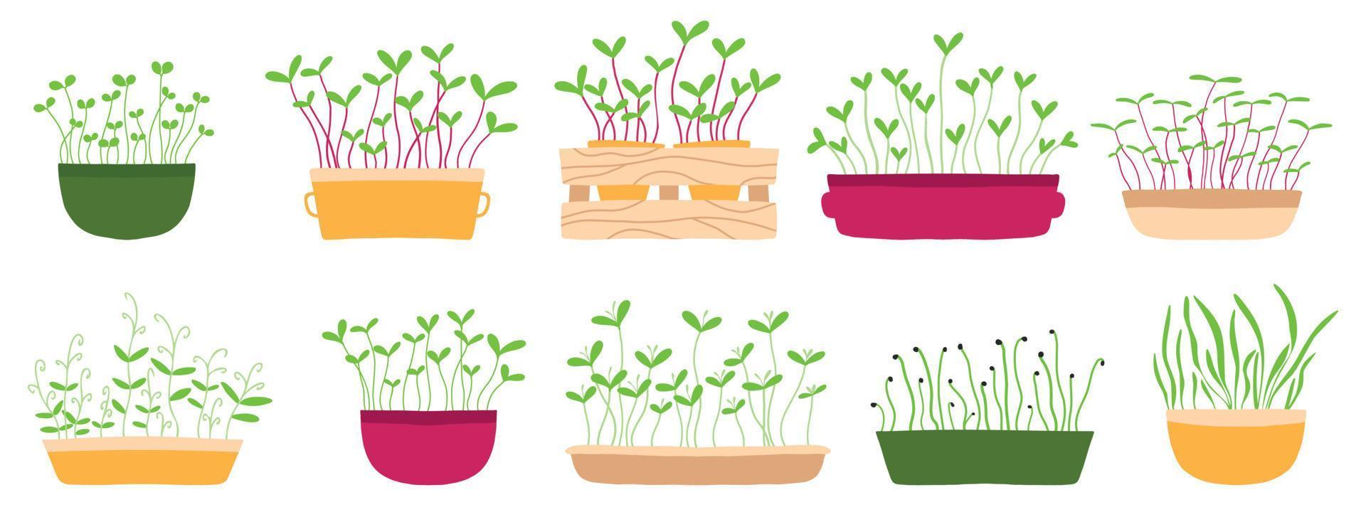 brotes de alimentos saludables. microverduras. semillas germinadas orgánicas frescas. cultivar superalimentos en casa. conjunto de varios granos germinados dibujados a mano y microgreens vector ilustración plana.