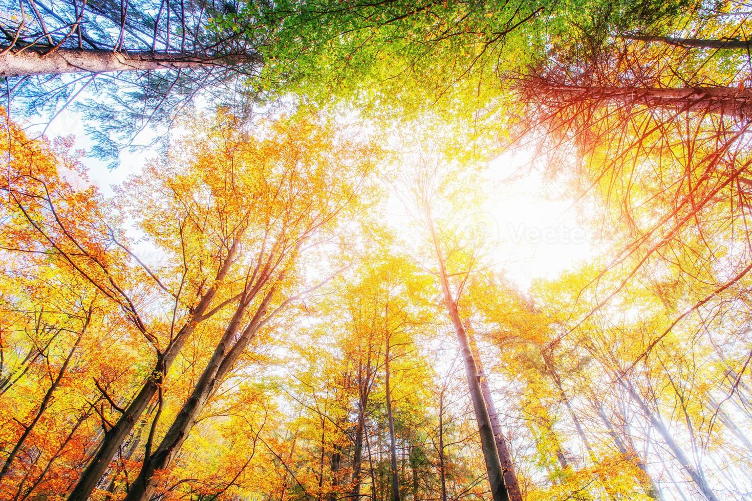 October mountain beech forest. Sunlight breaks through the autu photo