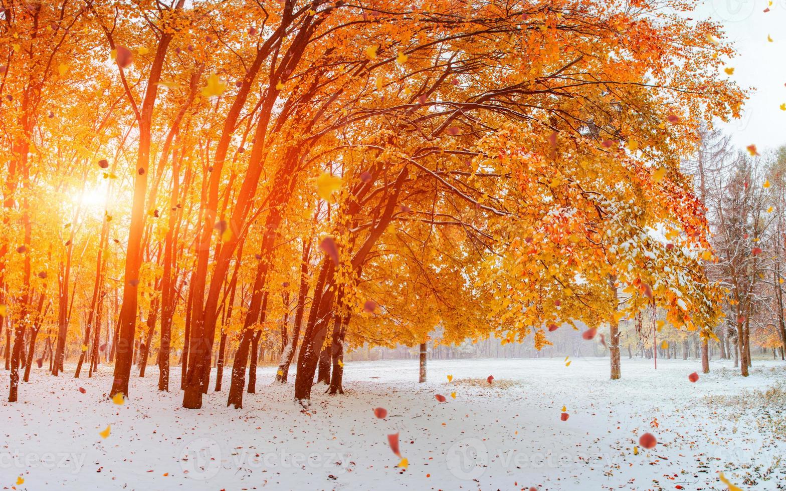 Light breaks through the autumn leaves of trees photo