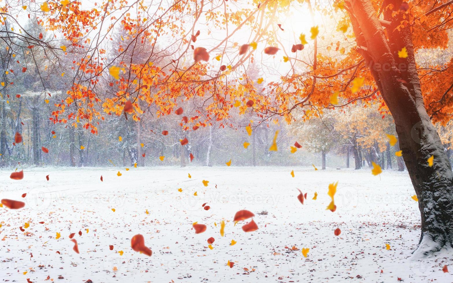 Light breaks through the autumn leaves of trees photo