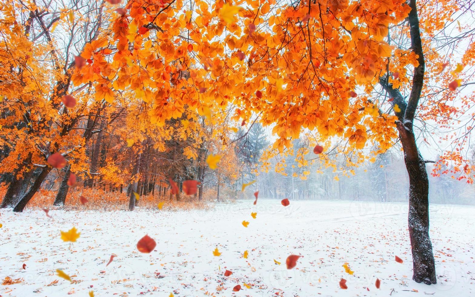 Light breaks through the autumn leaves of trees photo