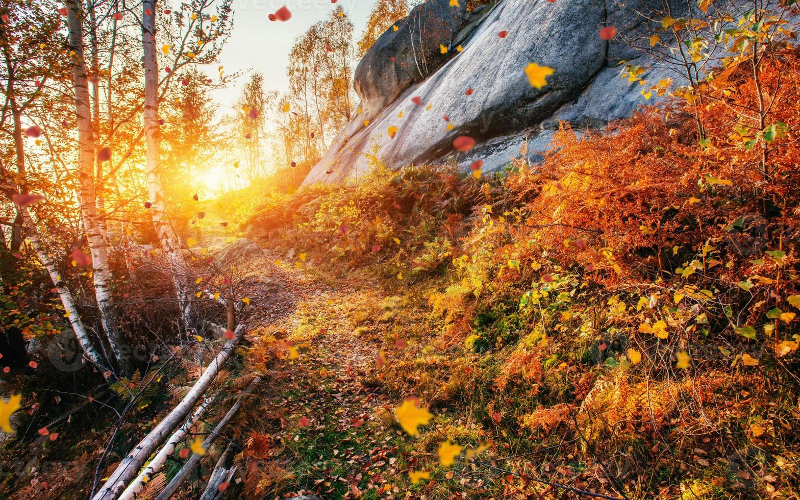 Bosque de abedules en tarde soleada mientras temporada de otoño foto