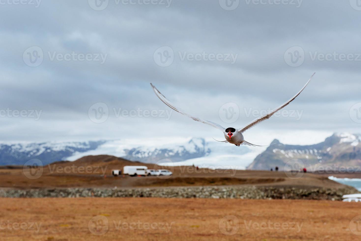 Arctic tern on white background photo