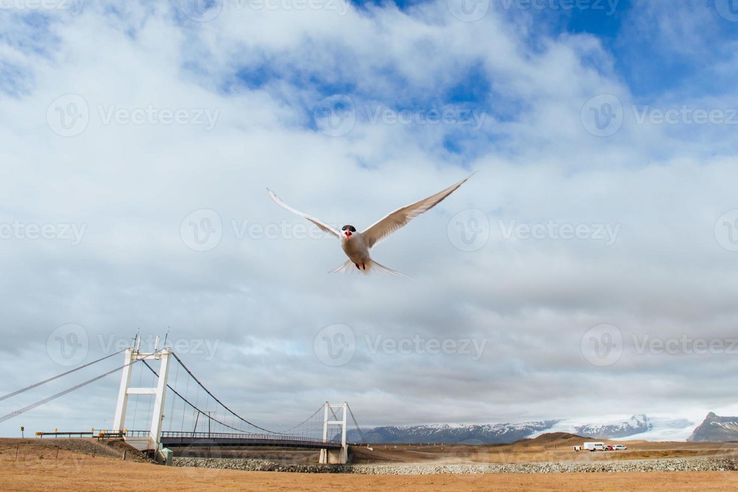 Arctic tern on white background - blue clouds. Iceland photo