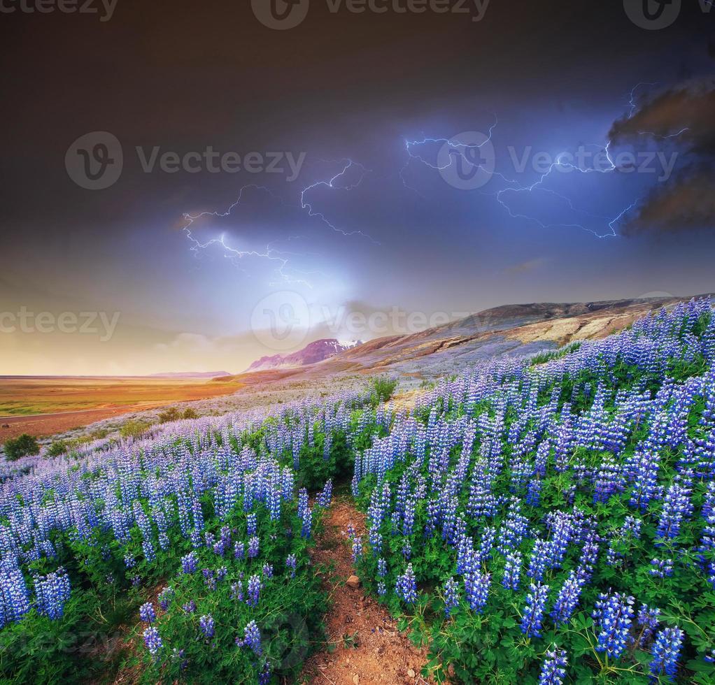 The picturesque landscape in Iceland. Wild blue lupine blooming photo