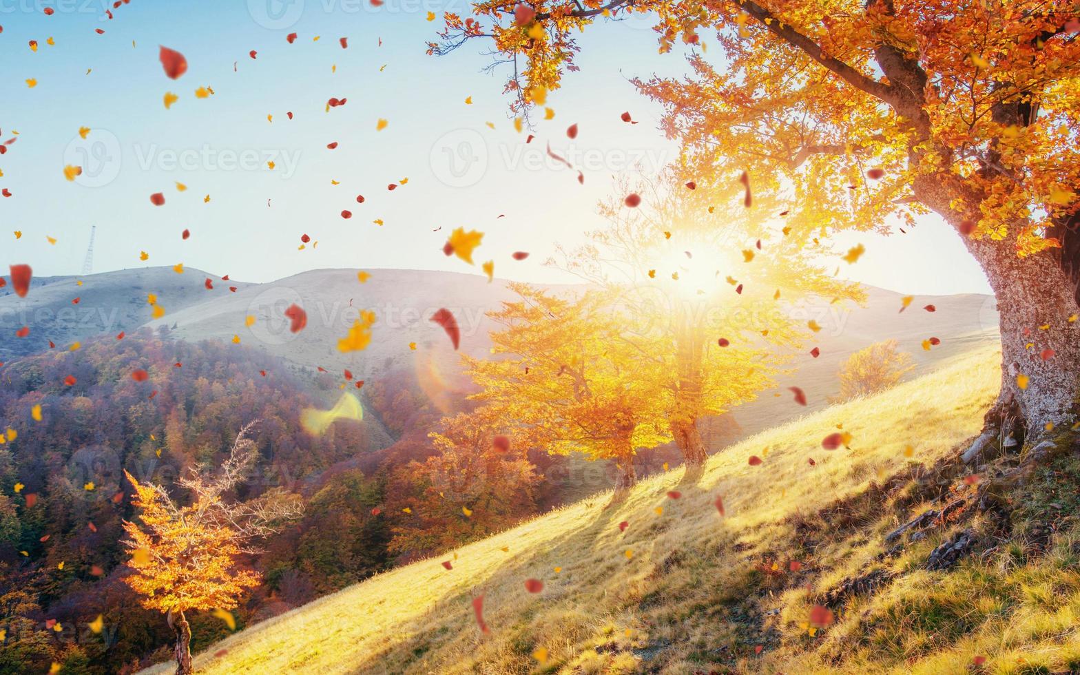 birch forest in sunny afternoon while autumn season photo