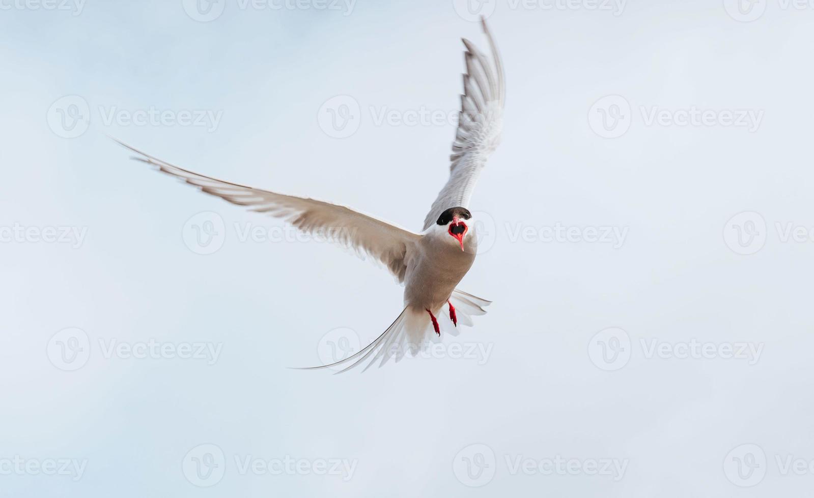 Arctic tern on white background - blue clouds. Iceland photo