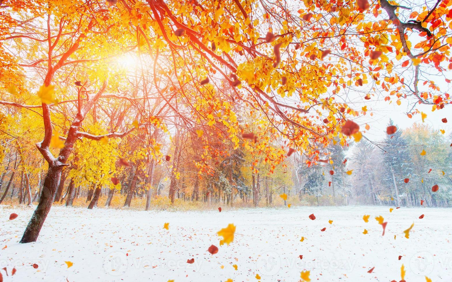 bosque de hayas de montaña de octubre con la primera nieve del invierno. foto