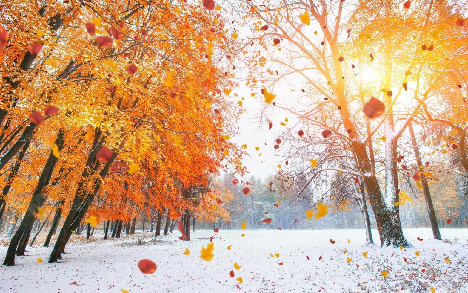 Sunlight breaks through the autumn leaves of the trees photo