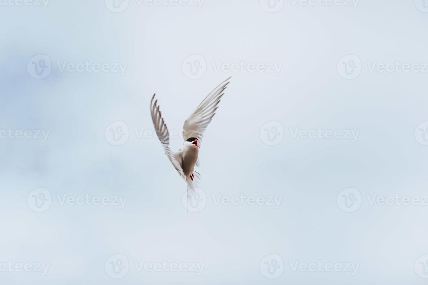 golondrina de mar ártica sobre fondo blanco - nubes azules. Islandia foto