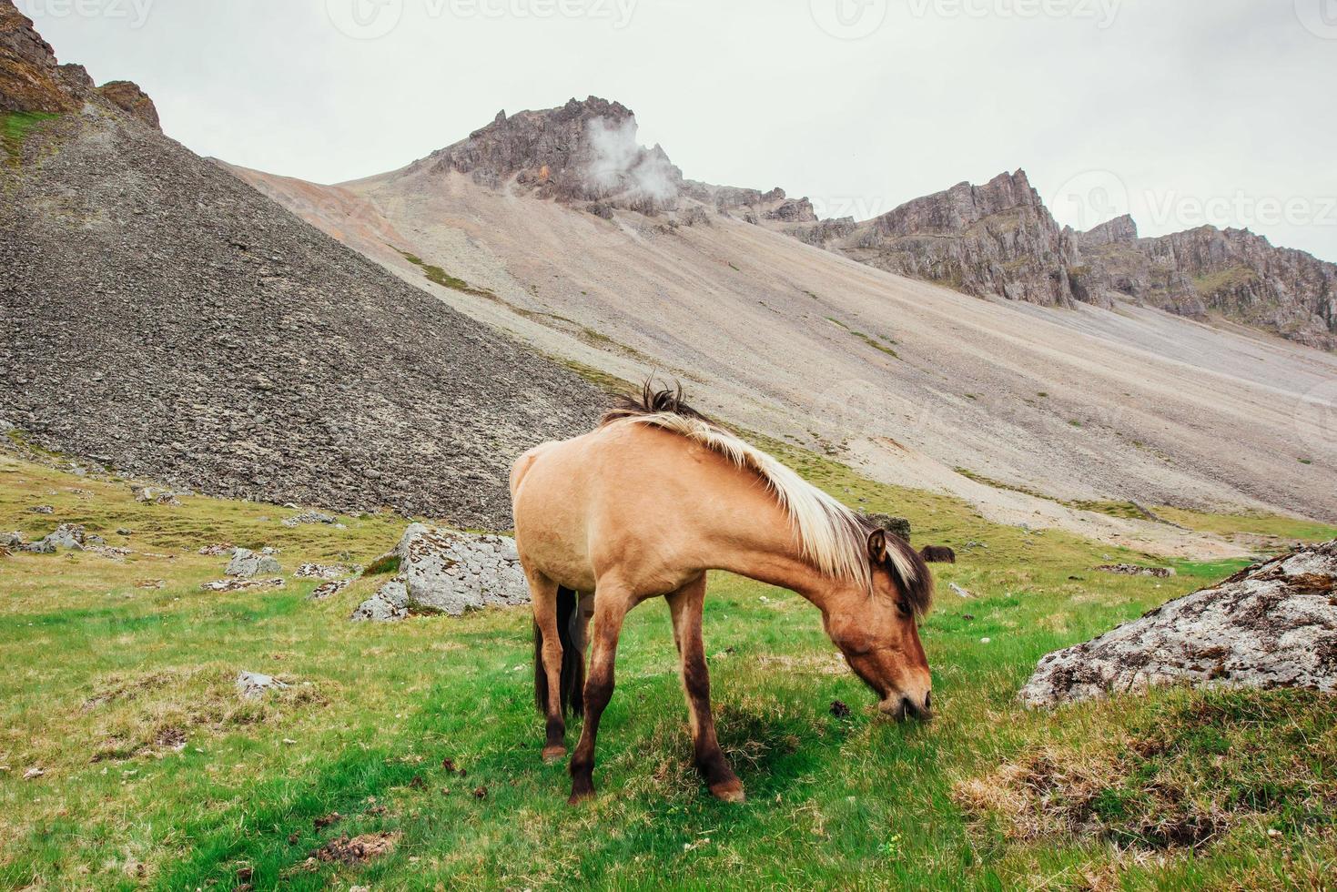 Charming Icelandic horses in a pasture with mountains photo