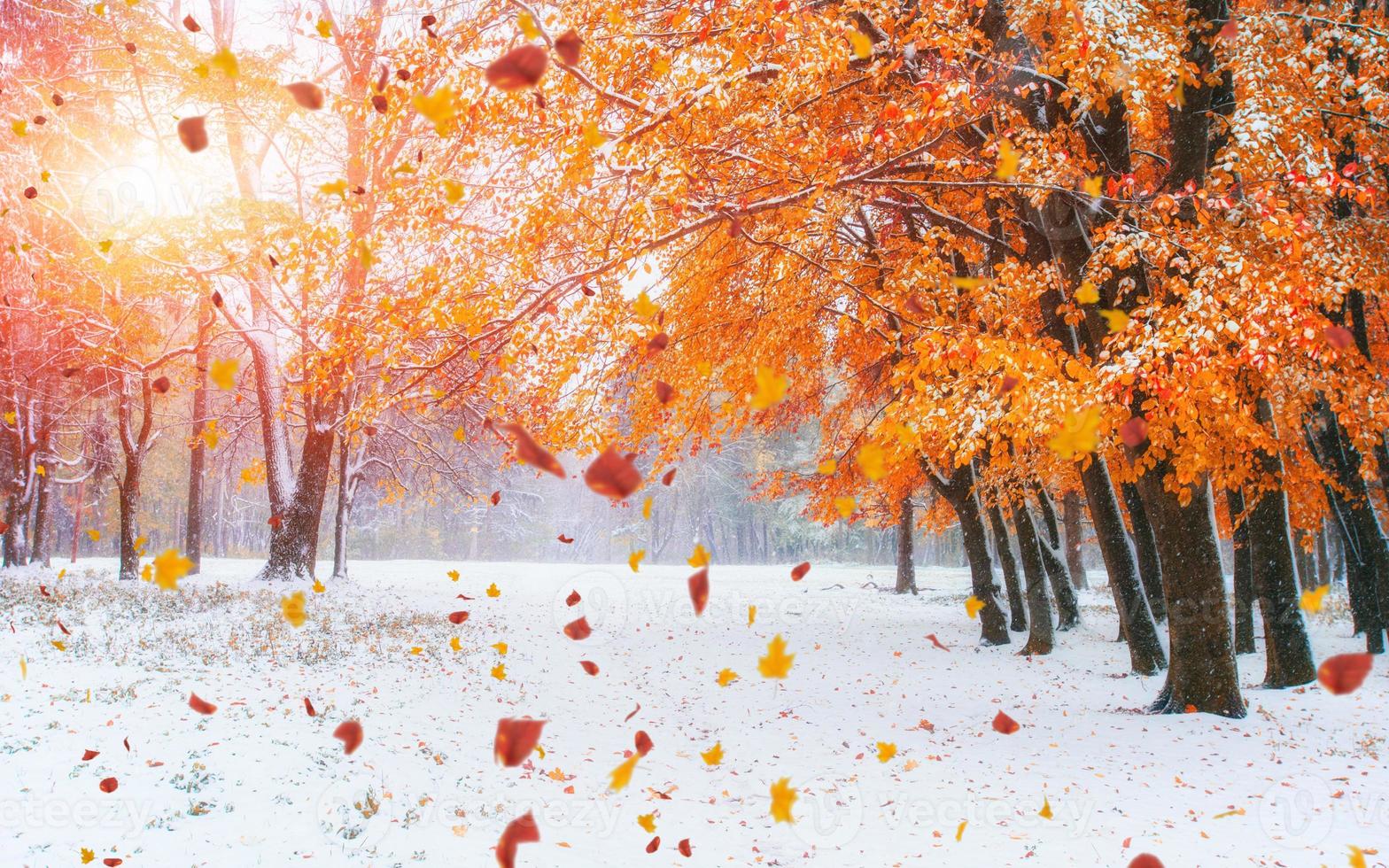 bosque de hayas de montaña de octubre con la primera nieve del invierno. cárpatos foto