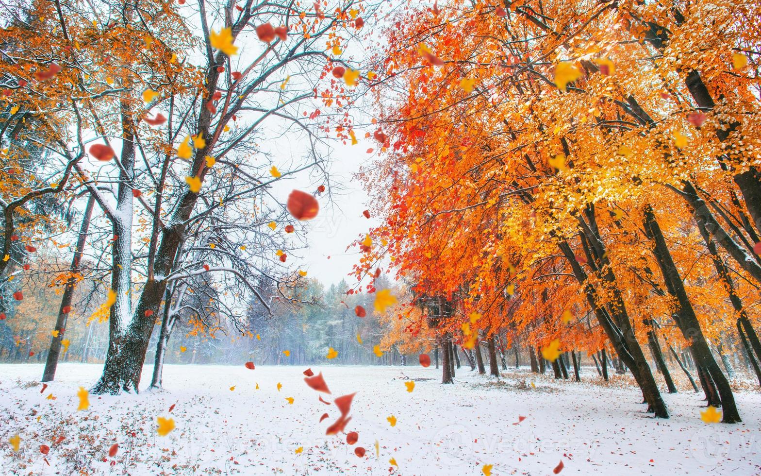 Light breaks through the autumn leaves of trees photo