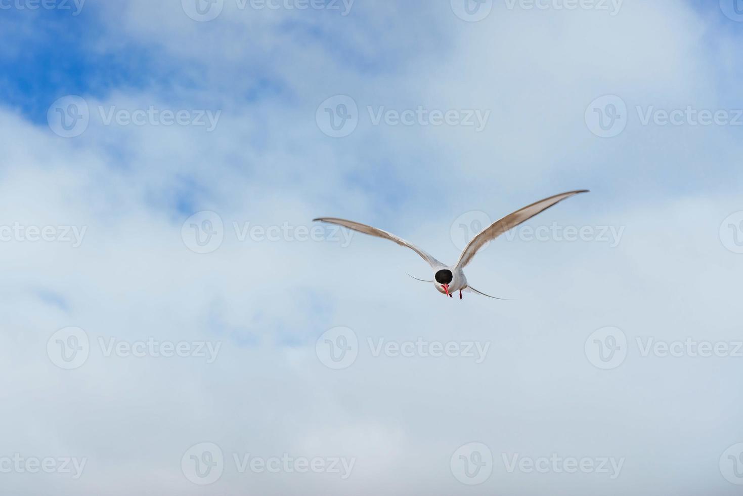 Arctic tern on white background - blue clouds. Iceland photo