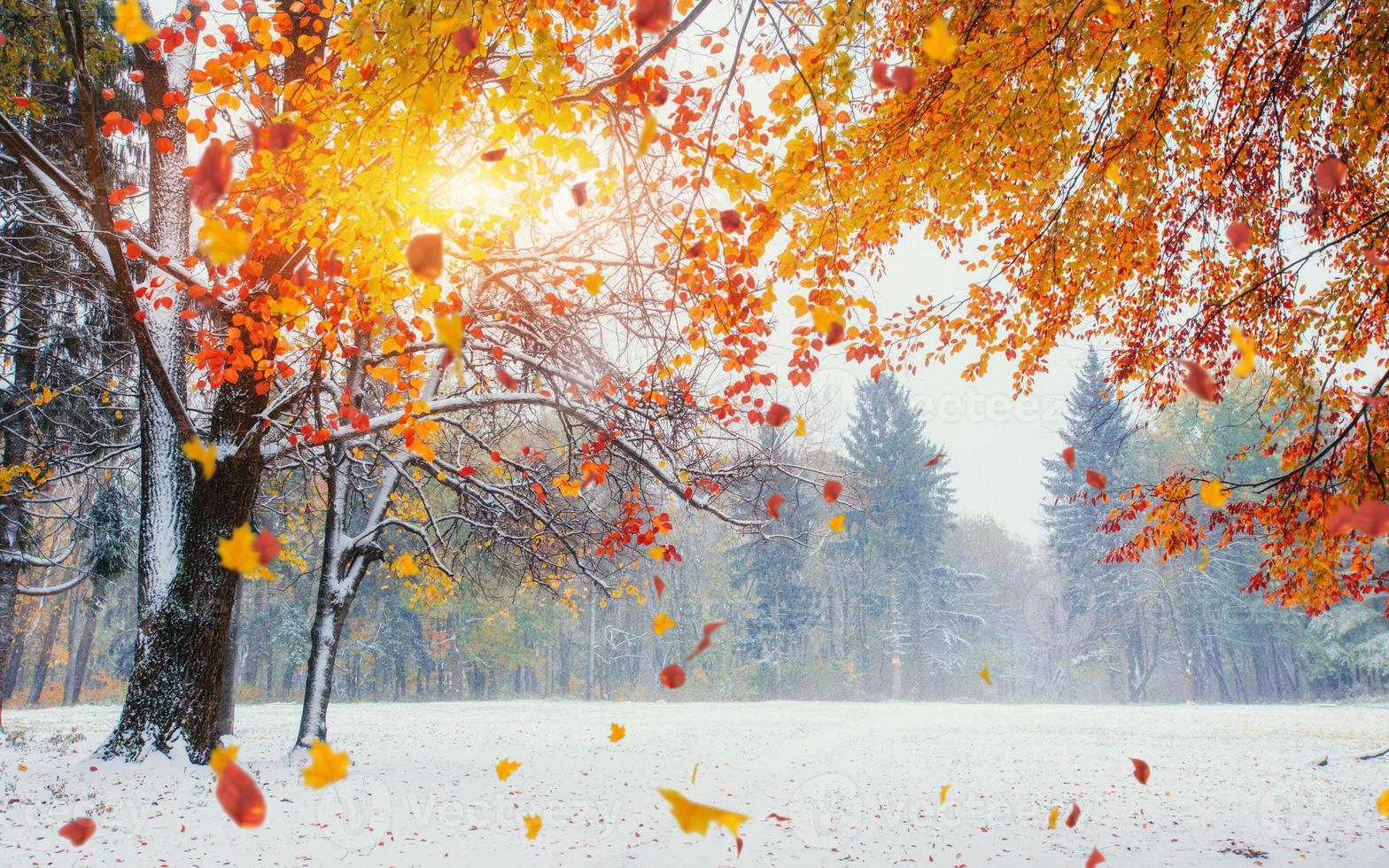 Light breaks through the autumn leaves of trees photo