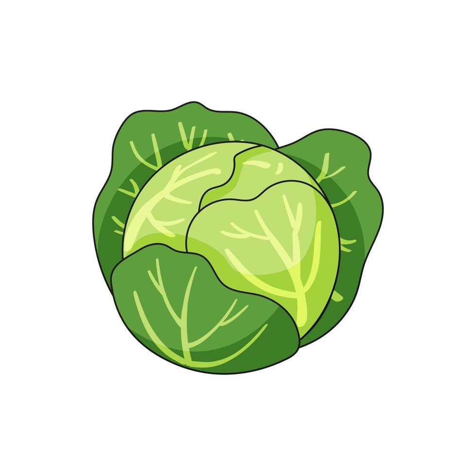 Cabbage vector illustration in cartoon style 6562329 Vector Art at Vecteezy