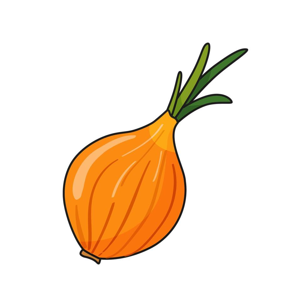 Onion bulb vector illustration in cartoon style