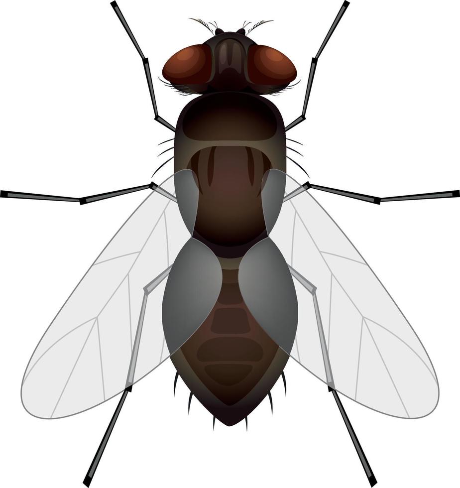 mosca de imágenes prediseñadas aislada sobre fondo blanco. ilustración vectorial de insecto mosca vector